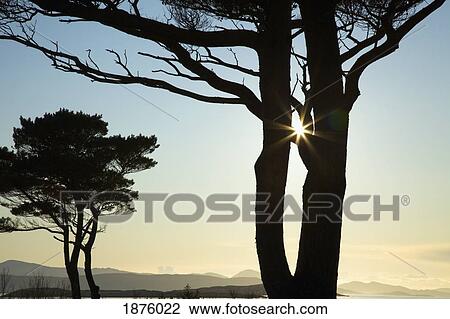 Stock Image - Parknasilla, County Kerry, Ireland; Silhouette Of Trees With The Sunlight Beaming Through The Branches. Fotosearch