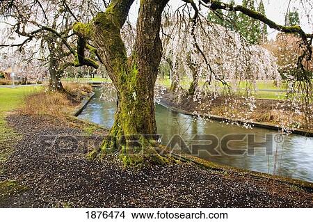 Picture - Portland, Oregon, United States Of America; Blossoms On The Trees In Spring In Westmorland Park. Fotosearch