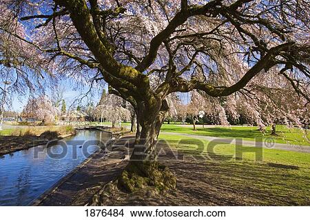 Portland, Oregon, United States Of America; Blossoms On The Trees And A River And Path In Spring In Westmorland Park View Large Photo Image Picture - Portland, Oregon, United States Of America; Blossoms On The Trees And A River And Path In Spring In Westmorland Park. Fotosearch