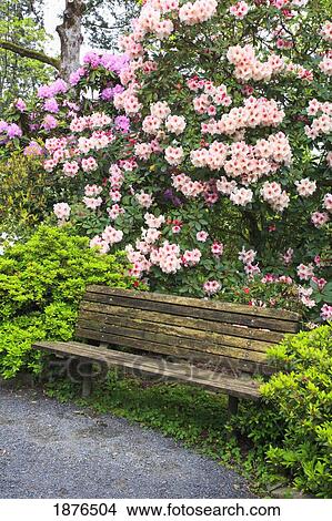 Portland, Oregon, United States Of America; Spring Flowers And A Bench In Crystal Springs Rhododendron Gardens View Large Photo Image Picture - Portland, Oregon, United States Of America; Spring Flowers And A Bench In Crystal Springs Rhododendron Gardens. Fotosearch