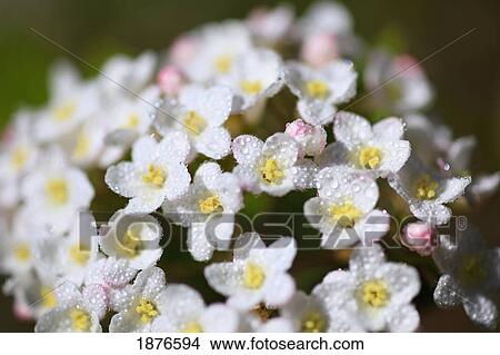 Portland, Oregon, United States Of America; Daphne Flowers In Portland Park View Large Photo Image Picture - Portland, Oregon, United States Of America; Daphne Flowers In Portland Park. Fotosearch