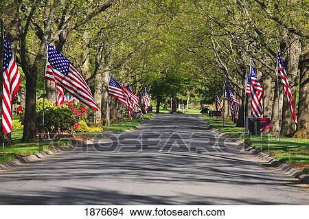 Picture - Portland, Oregon, United States Of America; American Flags Lining The Road On Memorial Day. Fotosearch