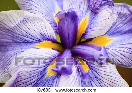 Portland, Oregon, United States Of America; A Flower In Willamette Valley View Large Photo Image Stock Image - Portland, Oregon, United States Of America; A Flower In Willamette Valley. Fotosearch