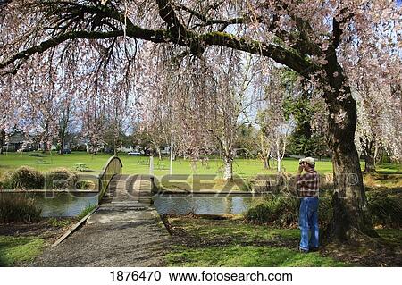 Stock Image - Portland, Oregon, United States Of America; Blossoms On The Trees In Spring In Westmorland Park With A Man Taking A Picture. Fotosearch