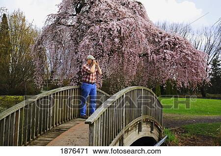 Stock Image - Portland, Oregon, United States Of America; Blossoms On The Trees In Spring In Westmorland Park With A Man Taking A Picture. Fotosearch
