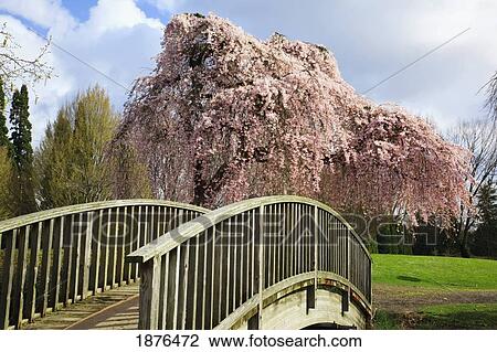 Portland, Oregon, United States Of America; Blossoms On The Trees In Spring In Westmorland Park View Large Photo Image Stock Image - Portland, Oregon, United States Of America; Blossoms On The Trees In Spring In Westmorland Park. Fotosearch