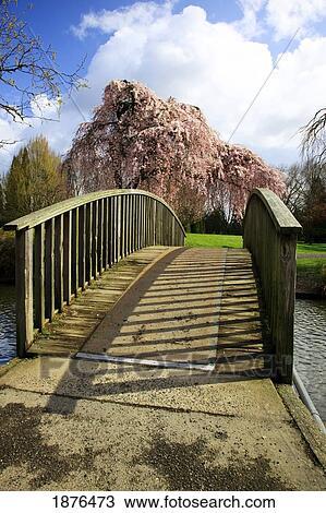 Portland, Oregon, United States Of America; Blossoms On The Trees In Spring In Westmorland Park View Large Photo Image Stock Image - Portland, Oregon, United States Of America; Blossoms On The Trees In Spring In Westmorland Park. Fotosearch