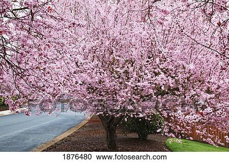 Stock Image - Portland, Oregon, United States Of America; Blossoms On The Trees In Spring In Westmorland Park. Fotosearch