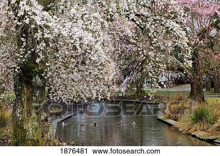 Stock Image - Portland, Oregon, United States Of America; Blossoms On The Trees In Spring And A River In Westmorland Park. Fotosearch