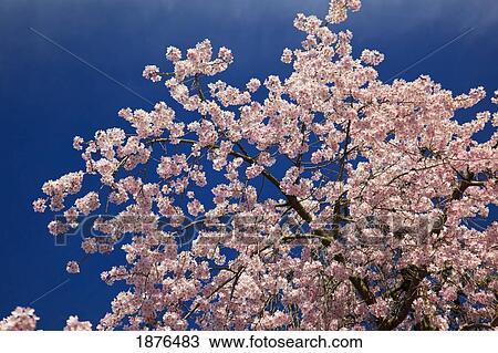 Stock Image - Portland, Oregon, United States Of America; Blossoms On The Trees In Spring In Westmorland Park. Fotosearch