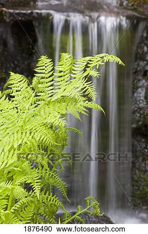 Stock Image - Portland, Oregon, United States Of America; A Fern And Waterfall In Crystal Springs Rhododendron Gardens. Fotosearch