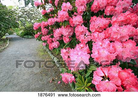Portland, Oregon, United States Of America; Spring Flowers Along A Path In Crystal Springs Rhododendron Gardens View Large Photo Image Stock Image - Portland, Oregon, United States Of America; Spring Flowers Along A Path In Crystal Springs Rhododendron Gardens. Fotosearch