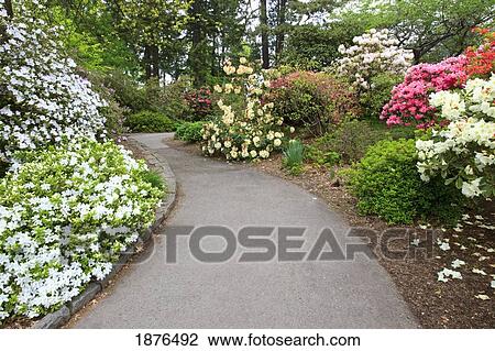 Portland, Oregon, United States Of America; Spring Flowers Along A Path In Crystal Springs Rhododendron Gardens View Large Photo Image Stock Image - Portland, Oregon, United States Of America; Spring Flowers Along A Path In Crystal Springs Rhododendron Gardens. Fotosearch
