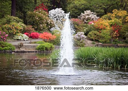 Portland, Oregon, United States Of America; Spring Flowers And A Water Fountain In A Pond In Crystal Springs Rhododendron Gardens View Large Photo Image Stock Image - Portland, Oregon, United States Of America; Spring Flowers And A Water Fountain In A Pond In Crystal Springs Rhododendron Gardens. Fotosearch