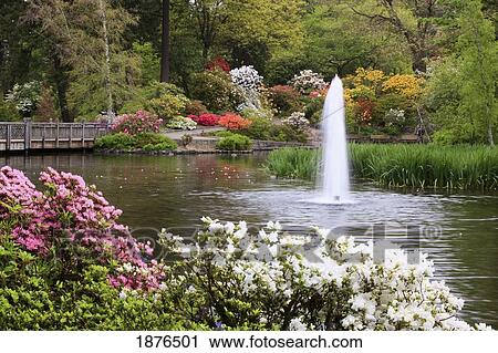 Stock Image - Portland, Oregon, United States Of America; Spring Flowers And A Water Fountain In A Pond In Crystal Springs Rhododendron Gardens. Fotosearch