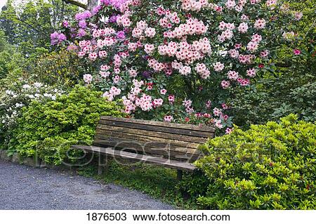 Portland, Oregon, United States Of America; Spring Flowers And A Bench In Crystal Springs Rhododendron Gardens View Large Photo Image Stock Image - Portland, Oregon, United States Of America; Spring Flowers And A Bench In Crystal Springs Rhododendron Gardens. Fotosearch