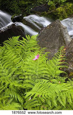 Portland, Oregon, United States Of America; A Rhododendron Flower On A Fern In Crystal Springs Rhododendron Garden View Large Photo Image Stock Image - Portland, Oregon, United States Of America; A Rhododendron Flower On A Fern In Crystal Springs Rhododendron Garden. Fotosearch