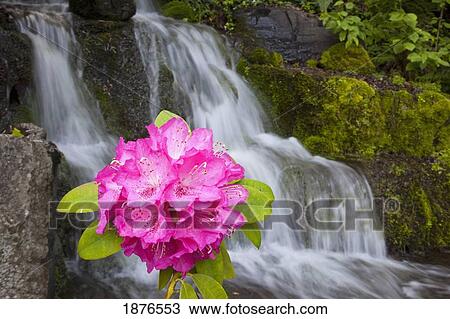 Stock Image - Portland, Oregon, United States Of America; A Rhododendron Flower And A Waterfall In Crystal Springs Rhododendron Garden. Fotosearch