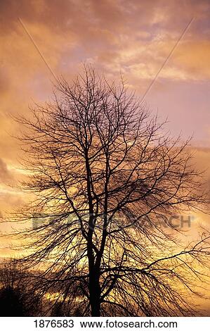 Stock Image - Portland, Oregon, United States Of America; Sunrise At Mount Scott. Fotosearch