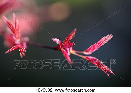 Portland, Oregon, United States Of America; Leaves Of A Japanese Maple Tree In Portland Park View Large Photo Image Stock Image - Portland, Oregon, United States Of America; Leaves Of A Japanese Maple Tree In Portland Park. Fotosearch