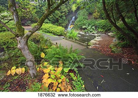 Stock Image - Portland, Oregon, United States Of America; A Path In Crystal Springs Rhododendron Gardens In Autumn. Fotosearch