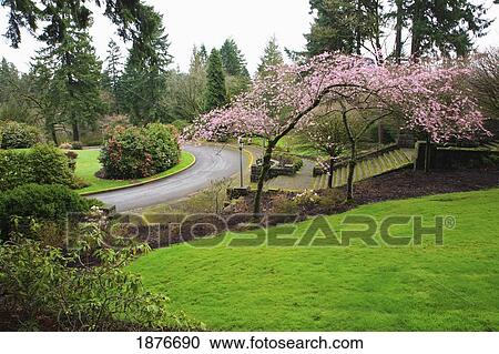 Stock Image - Portland, Oregon, United States Of America; Spring Blossoms On The Trees In The Portland Rose Garden. Fotosearch