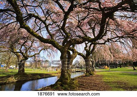 Portland, Oregon, United States Of America; Spring Blossoms Along Johnson Creek In Westmoreland Park View Large Photo Image Stock Image - Portland, Oregon, United States Of America; Spring Blossoms Along Johnson Creek In Westmoreland Park. Fotosearch