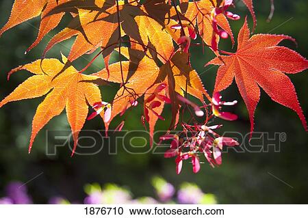 Portland, Oregon, United States Of America; Autumn Colored Leaves View Large Photo Image Stock Image - Portland, Oregon, United States Of America; Autumn Colored Leaves. Fotosearch