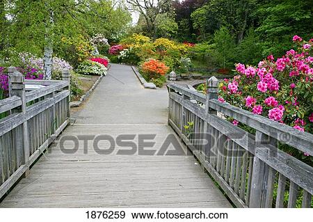 Portland, Oregon, United States Of America; Spring Flowers Along A Walkway At Crystal Springs Rhododendron Gardens View Large Photo Image Stock Photo - Portland, Oregon, United States Of America; Spring Flowers Along A Walkway At Crystal Springs Rhododendron Gardens. Fotosearch