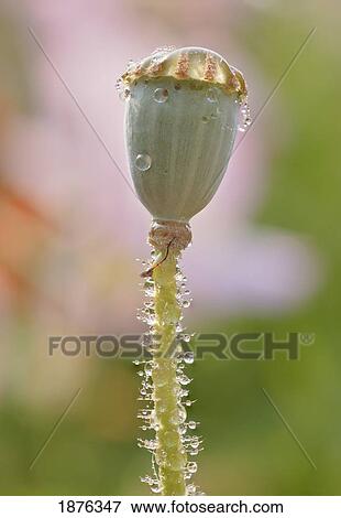 Stock Photo - Portland, Oregon, United States Of America; Dew Drops On A Poppy Capsule And Stem. Fotosearch