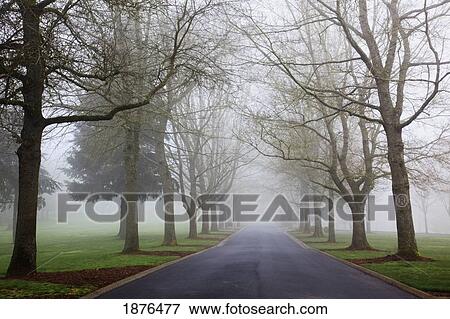 Stock Photo - Portland, Oregon, United States Of America; A Road Lined With Trees In The Fog In Westmorland Park. Fotosearch