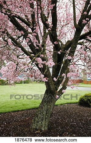 Stock Photo - Portland, Oregon, United States Of America; Blossoms On The Trees In Spring In Westmorland Park. Fotosearch