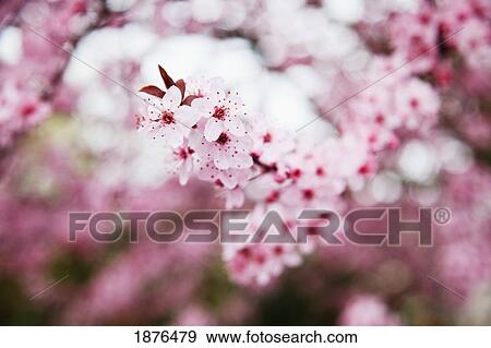 Stock Photo - Portland, Oregon, United States Of America; Blossoms On The Trees In Spring In Westmorland Park. Fotosearch