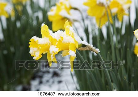 Portland, Oregon, United States Of America; Snow On Yellow Daffodils In Spring In Crystal Springs Rhododendron Gardens View Large Photo Image Stock Photo - Portland, Oregon, United States Of America; Snow On Yellow Daffodils In Spring In Crystal Springs Rhododendron Gardens. Fotosearch