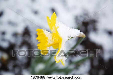 Stock Photo - Portland, Oregon, United States Of America; Snow On A Yellow Daffodil In Spring In Crystal Springs Rhododendron Gardens. Fotosearch