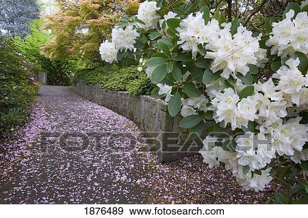 Portland, Oregon, United States Of America; Spring Flowers Along A Path In Crystal Springs Rhododendron Gardens View Large Photo Image Stock Photo - Portland, Oregon, United States Of America; Spring Flowers Along A Path In Crystal Springs Rhododendron Gardens. Fotosearch
