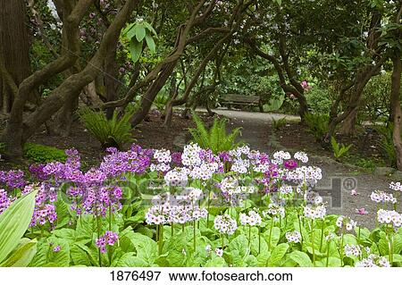 Portland, Oregon, United States Of America; A Path And Spring Flowers In Crystal Springs Rhododendron Gardens View Large Photo Image Stock Photo - Portland, Oregon, United States Of America; A Path And Spring Flowers In Crystal Springs Rhododendron Gardens. Fotosearch