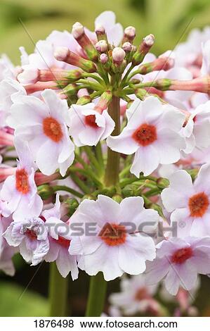 Stock Photo - Portland, Oregon, United States Of America; Spring Flowers In Crystal Springs Rhododendron Gardens. Fotosearch