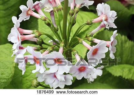 Portland, Oregon, United States Of America; Spring Flowers In Crystal Springs Rhododendron Gardens View Large Photo Image Stock Photo - Portland, Oregon, United States Of America; Spring Flowers In Crystal Springs Rhododendron Gardens. Fotosearch
