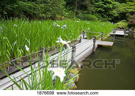 Portland, Oregon, United States Of America; Spring Flowers In Portland Japanese Garden View Large Photo Image Stock Photo - Portland, Oregon, United States Of America; Spring Flowers In Portland Japanese Garden. Fotosearch
