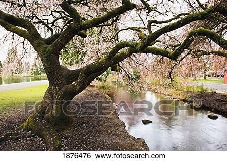 Stock Photograph - Portland, Oregon, United States Of America; Blossoms On The Trees In Spring In Westmorland Park. Fotosearch