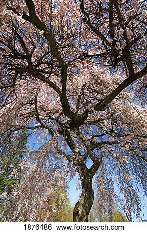 Portland, Oregon, United States Of America; Blossoms On The Trees In Spring In Westmorland Park View Large Photo Image Stock Photograph - Portland, Oregon, United States Of America; Blossoms On The Trees In Spring In Westmorland Park. Fotosearch
