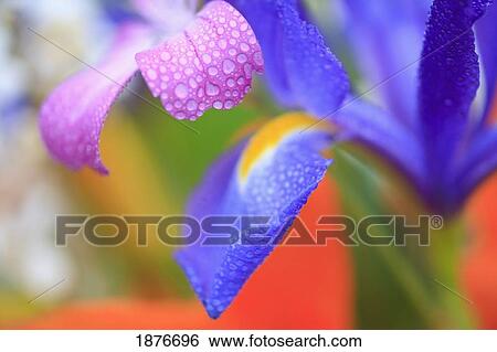 Stock Photograph - Portland, Oregon, United States Of America; Dew On Flower Petals At Crystal Springs Rhododendron Garden. Fotosearch