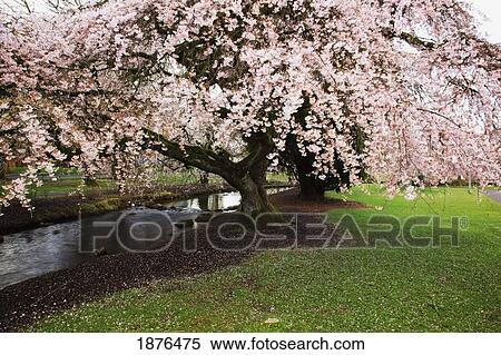 Stock Photography - Portland, Oregon, United States Of America; Blossoms On The Trees In Spring In Westmorland Park. Fotosearch