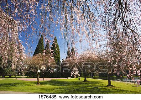 Stock Photography - Portland, Oregon, United States Of America; Blossoms On The Trees And A River And Path In Spring In Westmorland Park. Fotosearch