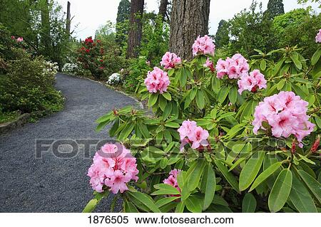 Stock Photography - Portland, Oregon, United States Of America; Spring Flowers And A Path In Crystal Springs Rhododendron Gardens. Fotosearch