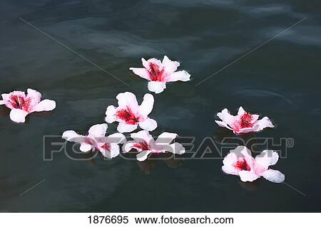 Stock Photography - Portland, Oregon, United States Of America; Rhododendron Flowers Floating In Water At Crystal Springs Rhododendron Garden. Fotosearch