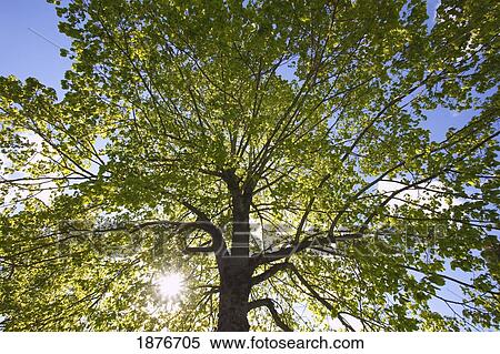 Portland, Oregon, United States Of America; Sunlight Through The Trees In A Park View Large Photo Image Stock Photography - Portland, Oregon, United States Of America; Sunlight Through The Trees In A Park. Fotosearch