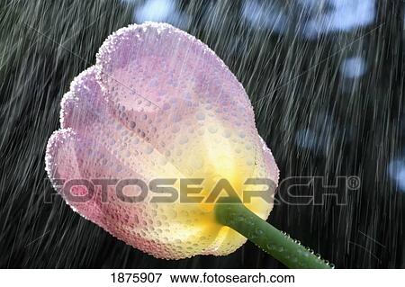 Rain Falling On A Tulip View Large Photo Image Stock Photo - Rain Falling On A Tulip. Fotosearch