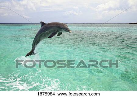 Picture - Roatan, Bay Islands, Honduras; A Bottlenose Dolphin (Tursiops Truncatus) Jumping Out Of The Water At Anthony's Key Resort. Fotosearch